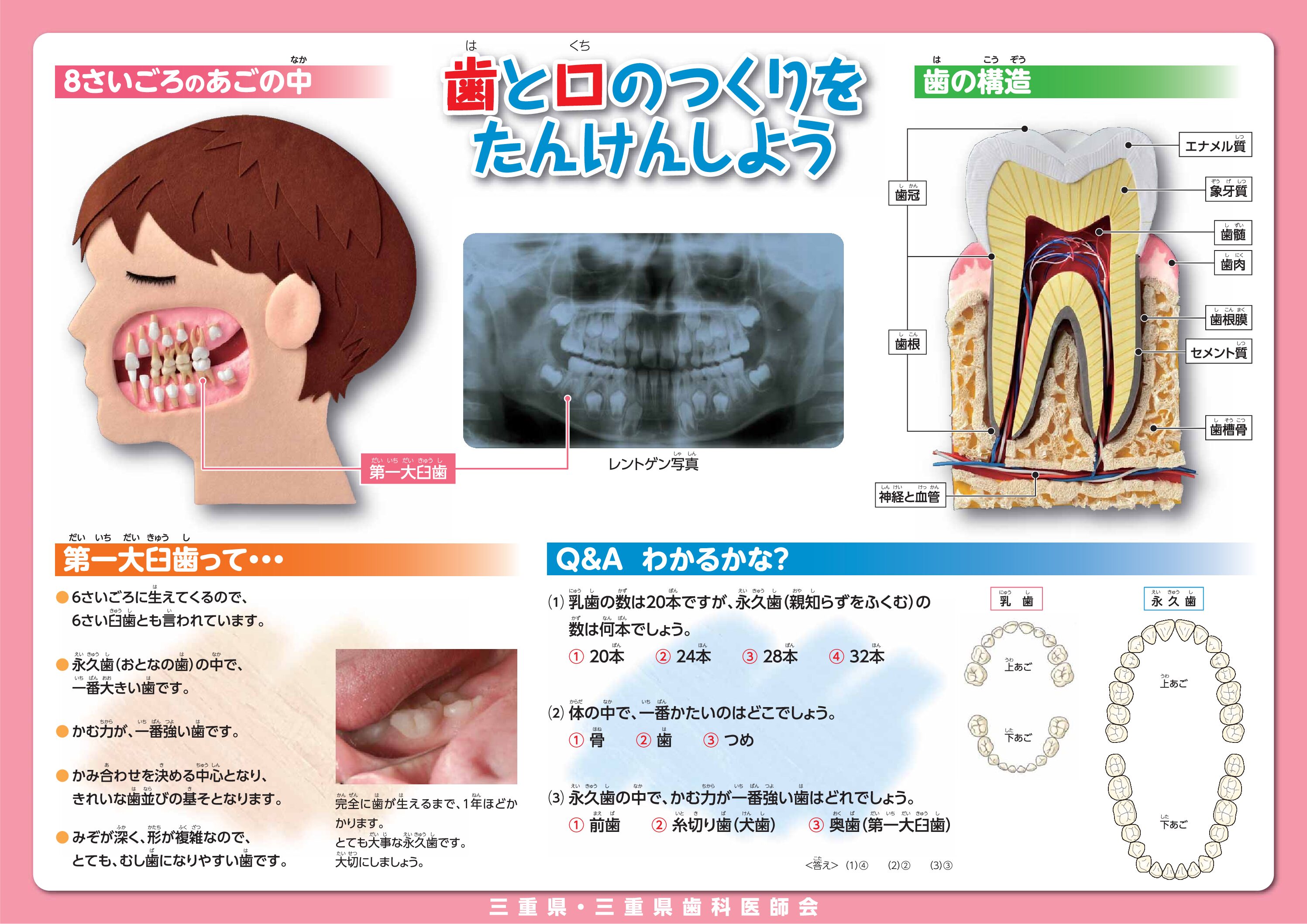 歯と口のつくりをたんけんしよう